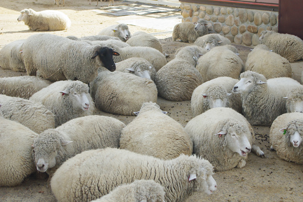 羊の群れ
