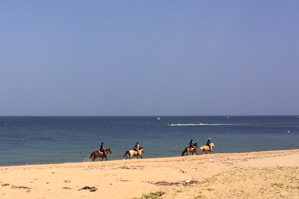 浜辺の乗馬