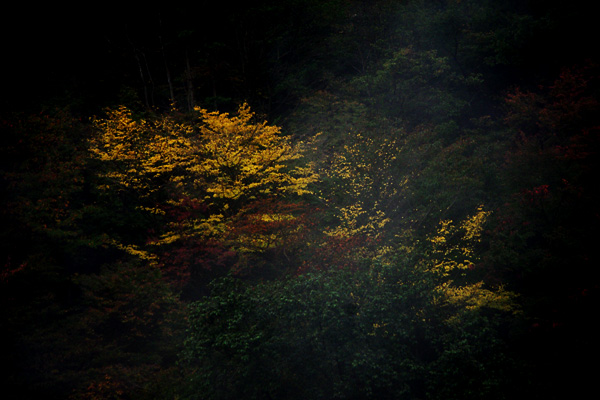 霧の中の黄葉４