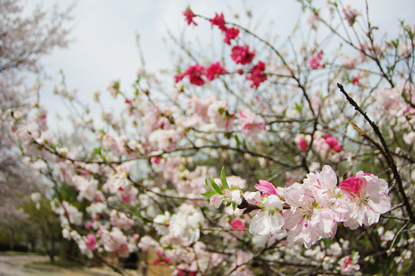 江田船山古墳公園の桜